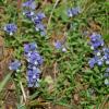 Polygala alpestris