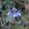 Polygala vulgaris