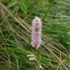 Polygonum bistorta