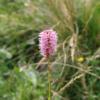 Polygonum bistorta