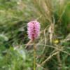 Polygonum bistorta