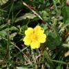 Potentilla braunea