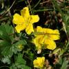 Potentilla brauneana