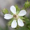 Potentilla caulescens