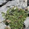 Potentilla caulescens