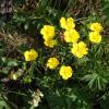 Potentilla grandiflora