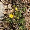 Potentilla neumanniana