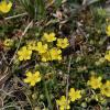 Potentilla neumanniana