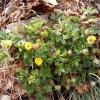 Potentilla neumanniana