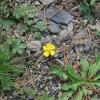 Potentilla reptan