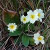 Primula acaulis