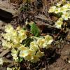 Primula acaulis