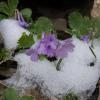 Primula marginata