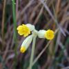 Primula veris subsp.columnae