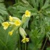 Primula-veris