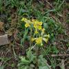 Primula veris