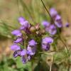 Prunella grandiflora