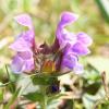 Prunella grandiflora