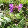 Prunella grandiflora