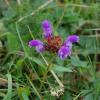 Prunella grandiflora