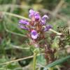 Prunella grandiflora