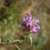 Prunella hyssopifolia