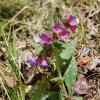 Pulmonaria saccharata