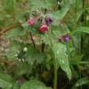 Pulmonaria saccharata