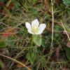 Ranunculus narcissiflorus