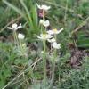 Ranunculus narcissiflorus