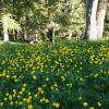 Ranunculus repens