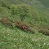 Rhododendron ferrugineum