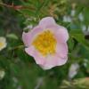 Rosa canina