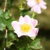 Rosa canina