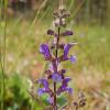 Salvia pratensis