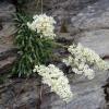 Saxifraga callosa