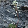 Saxifraga callosa