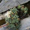 Saxifraga lantoscana