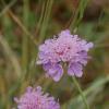 Scabiosa columbaria