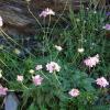 Scabiosa columbaria