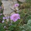 Scabiosa columbaria