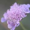 Scabiosa vestita