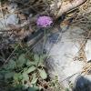 Scabiosa vestita