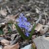 Scilla bifolia