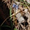 Scilla italica