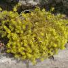 Sedum acre