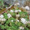 Sedum album