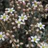 Sedum dasyphyllum