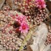 Sempervivum arachnoideum