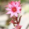 Sempervivum arachnoideum